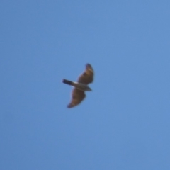 Tachyspiza cirrocephala (Collared Sparrowhawk) at Paddys River, ACT - 27 Apr 2018 by Christine