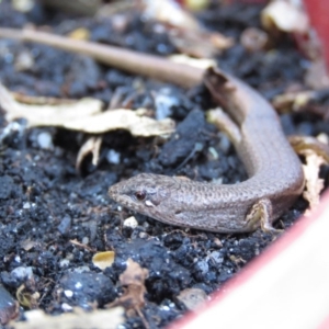 Saproscincus mustelinus at Fadden, ACT - 24 Apr 2018