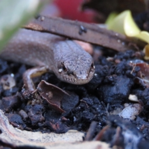 Saproscincus mustelinus at Fadden, ACT - 24 Apr 2018