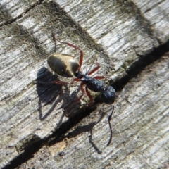 Dolichoderus scabridus (Dolly ant) at Tidbinbilla Nature Reserve - 27 Apr 2018 by Christine