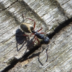 Dolichoderus scabridus (Dolly ant) at Paddys River, ACT - 27 Apr 2018 by Christine