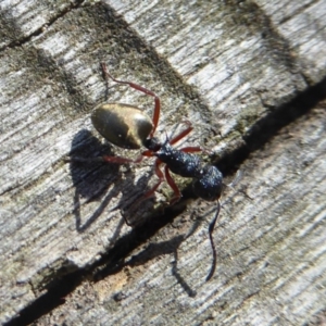 Dolichoderus scabridus at Paddys River, ACT - 27 Apr 2018