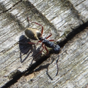 Dolichoderus scabridus at Paddys River, ACT - 27 Apr 2018 02:57 PM