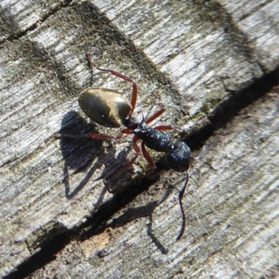 Dolichoderus scabridus (Dolly ant) at Tidbinbilla Nature Reserve - 27 Apr 2018 by Christine