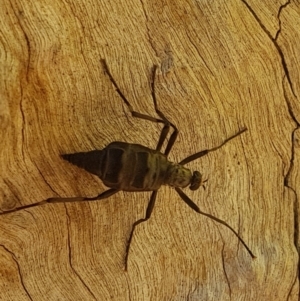 Boreoides subulatus at Kambah, ACT - 28 Apr 2018 11:09 AM