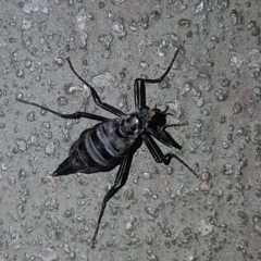 Boreoides subulatus at Kambah, ACT - 28 Apr 2018 11:09 AM