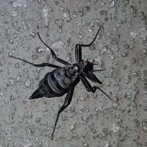 Boreoides subulatus at Kambah, ACT - 28 Apr 2018 11:09 AM