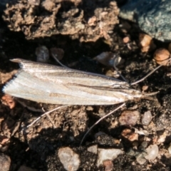 Hednota species near grammellus (Pyralid or snout moth) at Stromlo, ACT - 26 Apr 2018 by SWishart