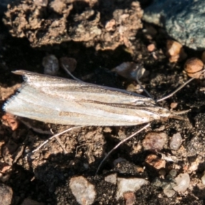 Hednota species near grammellus at Stromlo, ACT - 26 Apr 2018