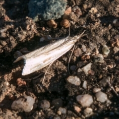 Hednota species near grammellus at Stromlo, ACT - 26 Apr 2018