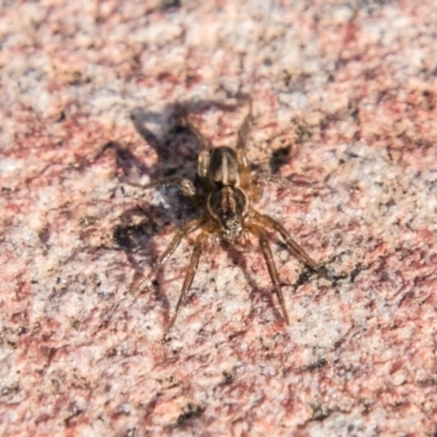 Lycosidae (family) (Wolf spider) at Stromlo, ACT - 26 Apr 2018 by SWishart
