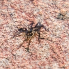 Lycosidae (family) at Stromlo, ACT - 26 Apr 2018 04:13 PM