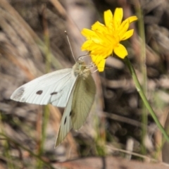 Pieris rapae (Cabbage White) at Bimberi Nature Reserve - 26 Apr 2018 by SWishart