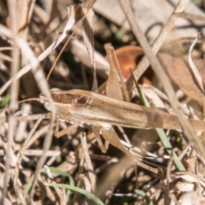 Conocephalus upoluensis at Brindabella, NSW - 26 Apr 2018