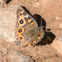 Junonia villida (Meadow Argus) at Bimberi Nature Reserve - 26 Apr 2018 by SWishart