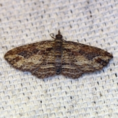 Chloroclystis filata (Filata Moth, Australian Pug Moth) at O'Connor, ACT - 26 Apr 2018 by ibaird