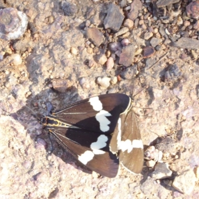 Nyctemera amicus (Senecio Moth, Magpie Moth, Cineraria Moth) at Hughes Grassy Woodland - 28 Apr 2018 by JackyF