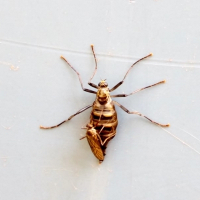 Boreoides subulatus (Wingless Soldier Fly) at Hughes, ACT - 28 Apr 2018 by JackyF