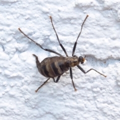 Boreoides subulatus at Hughes, ACT - 28 Apr 2018