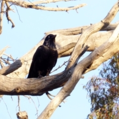 Corvus coronoides (Australian Raven) at Red Hill to Yarralumla Creek - 24 Apr 2018 by JackyF