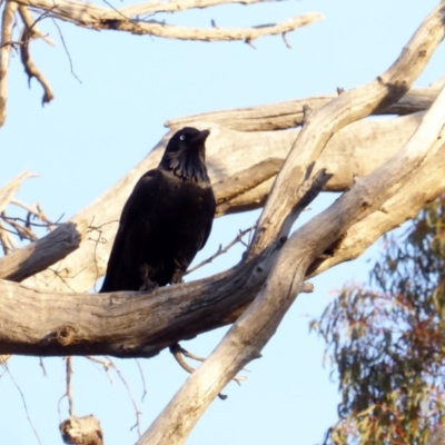 Corvus coronoides (Australian Raven) at Hughes, ACT - 24 Apr 2018 by JackyF