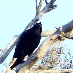 Corvus coronoides at Hughes, ACT - 24 Apr 2018