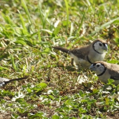 Stizoptera bichenovii (Double-barred Finch) at Pialligo, ACT - 28 Apr 2018 by HelenCross