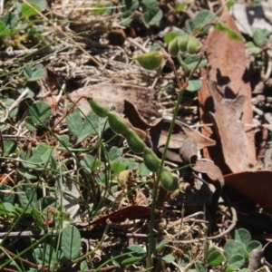 Pullenia gunnii at Gundaroo, NSW - 26 Apr 2018