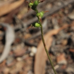 Corunastylis clivicola (Rufous midge orchid) at Gundaroo, NSW - 26 Apr 2018 by MaartjeSevenster