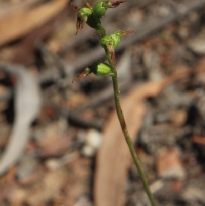 Corunastylis clivicola (Rufous midge orchid) at MTR591 at Gundaroo - 26 Apr 2018 by MaartjeSevenster