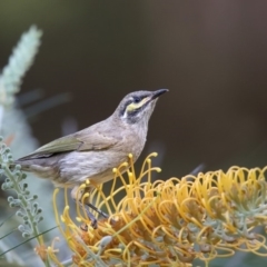 Caligavis chrysops (Yellow-faced Honeyeater) at Booderee National Park - 27 Mar 2018 by Leo