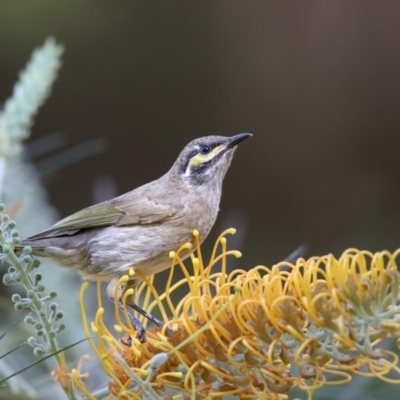 Caligavis chrysops (Yellow-faced Honeyeater) at Undefined - 27 Mar 2018 by Leo