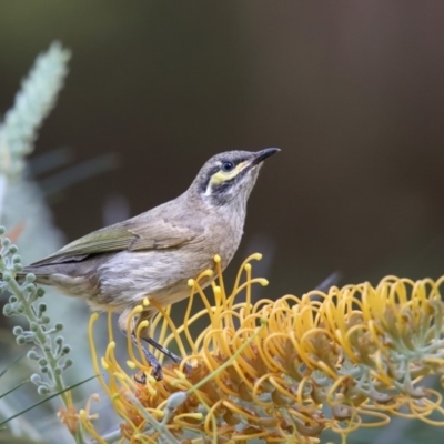 Caligavis chrysops (Yellow-faced Honeyeater) at Booderee National Park - 27 Mar 2018 by Leo