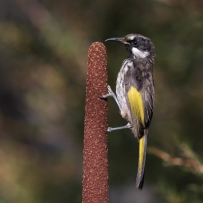 Phylidonyris niger (White-cheeked Honeyeater) at Booderee National Park - 22 Jun 2017 by Leo