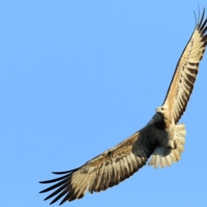 Haliaeetus leucogaster at Booderee National Park1 - 21 Jun 2017