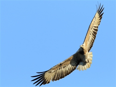 Haliaeetus leucogaster (White-bellied Sea-Eagle) at Booderee National Park1 - 21 Jun 2017 by Leo