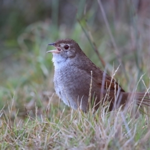 Dasyornis brachypterus at Booderee National Park1 - 21 Jun 2017