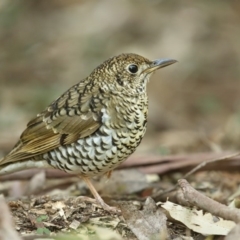 Zoothera lunulata (Bassian Thrush) at Booderee National Park - 13 Aug 2014 by Leo