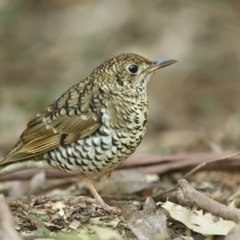 Zoothera lunulata (Bassian Thrush) at Jervis Bay, JBT - 14 Aug 2014 by Leo