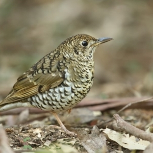 Zoothera lunulata at Jervis Bay, JBT - 14 Aug 2014