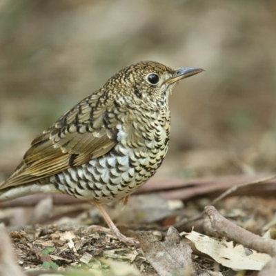 Zoothera lunulata (Bassian Thrush) at Jervis Bay, JBT - 14 Aug 2014 by Leo