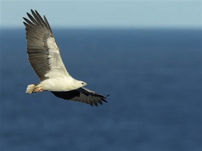 Haliaeetus leucogaster (White-bellied Sea-Eagle) at Booderee National Park1 - 13 Aug 2014 by Leo