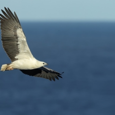 Haliaeetus leucogaster (White-bellied Sea-Eagle) at Booderee National Park1 - 13 Aug 2014 by Leo