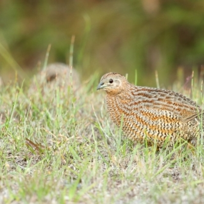 Synoicus ypsilophorus (Brown Quail) at Booderee National Park - 24 May 2014 by Leo