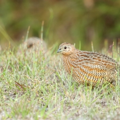 Synoicus ypsilophorus (Brown Quail) at Booderee National Park - 23 May 2014 by Leo