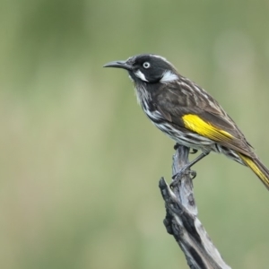 Phylidonyris novaehollandiae at Booderee National Park1 - 24 May 2014 08:22 AM