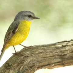 Eopsaltria australis (Eastern Yellow Robin) at Jervis Bay, JBT - 23 May 2014 by Leo