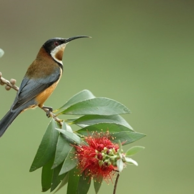 Acanthorhynchus tenuirostris (Eastern Spinebill) at Jervis Bay, JBT - 23 May 2014 by Leo