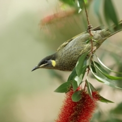 Meliphaga lewinii (Lewin's Honeyeater) at Jervis Bay, JBT - 23 May 2014 by Leo