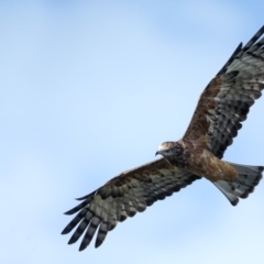 Lophoictinia isura (Square-tailed Kite) at Booderee National Park1 - 23 May 2014 by Leo